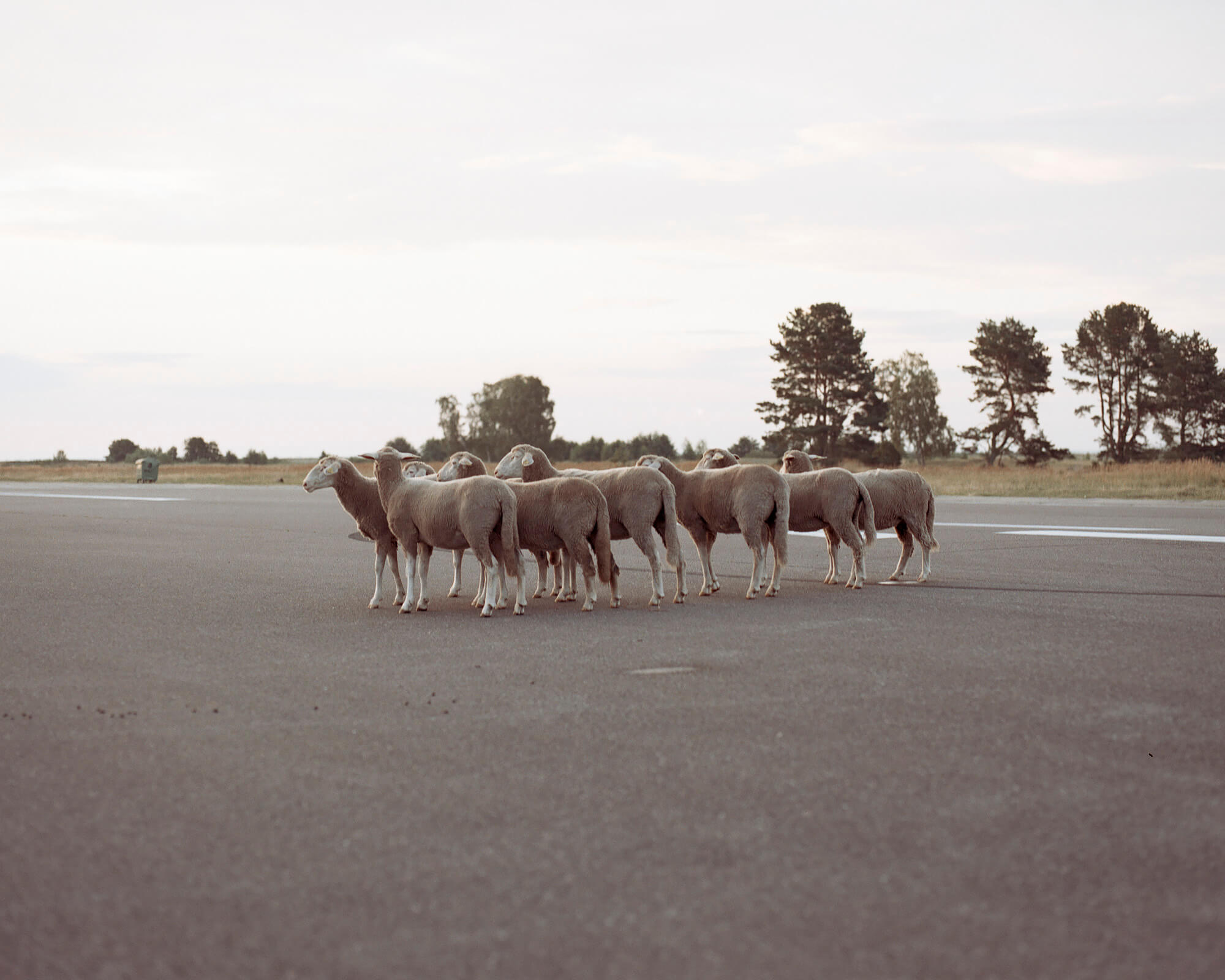 Tadas Kazakevicius - Between Two Shores sheep in the road